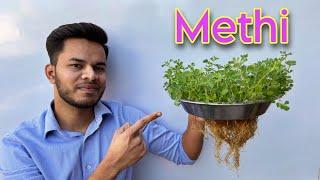 Sirf Pani me ugaoo Methi ki bhaji bina mitti ke |Grow Methi Hydroponically