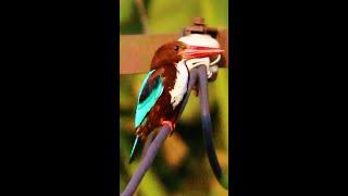 KINGFISHER | #short | WHITE THROATED KINGFISHER | KINGFISHER CALL | KINGFISHER BIRD | মাছরাঙা পাখি