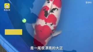 锦鲤拍卖会【这条鱼值上海一套房】作为社交网红，锦鲤已成为土豪争相出手的爱宠，【贫穷限制了我的想象力！！】