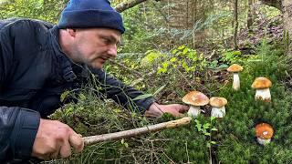 Mountain Treasures: Picking Mushrooms and Exploring Forgotten Paths