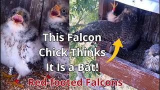 Amazing Red-footed Falcons 'From Early Days To The Fledging' Rare & Beautiful Part 2
