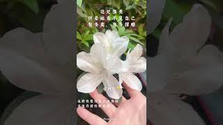 你願意好好珍惜自己嗎#內在療癒 #價值 #愛自己 #接納 #自我肯定 #療癒 #成長 #愛自己 #成長 #溫柔 #愛 #遇見 #珍惜 #信念 #希塔療癒