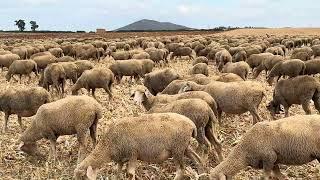 El agua es fundamental. Después de encerrar por la lluvia hoy las toca hartura…