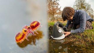 Photographing and Filming tiny Water Springtails