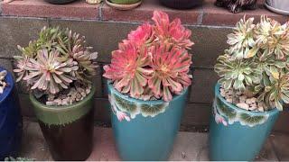 Repotting Aeonium  Variegated