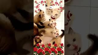 Alifun baa Arabic song Beautiful cat