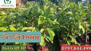 Ổi Đài Loan.  0797.844.499.   TGCG QL30.