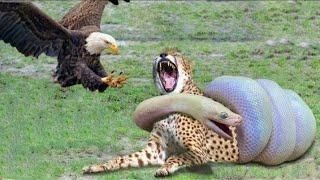 wow! king cobra and king tiger and oqab the best fight | wow amazing fight animals
