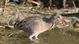 NASA Technology Aids Wildlife Conservation