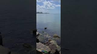 venice jetty snook fishing topwater lures gulf of mexico venice florida southwest beach fishing