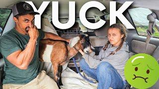 CRAZY?!  We're STUCK in Minivan  with a STINKY & YUCKY Male Goat 