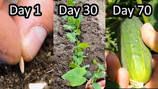 Growing Pickling Cucumbers from Seed to Harvest