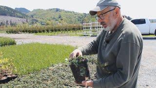 Hunting for Bonsai Material at a Plant Nursery – Raw Bonsai Material