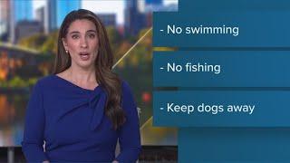 Health alert: Toxic algae bloom found in Burke Lake, keep dogs away