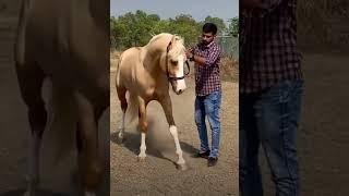 Kathiyawari Stallion (Ghodo) Porah⭐️.  #stallion #gujarat #kathiyawadi #horse #trending #shorts