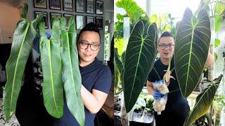 CUTTING UP MY PHILODENDRONS!  philodendron melanochrysum & philodendron spiritus sancti