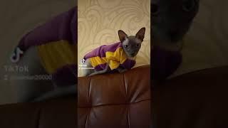 почему у меня сфинкс