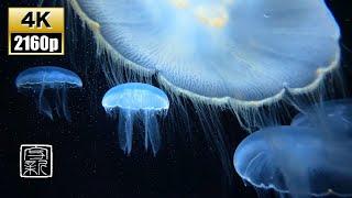 4KUHD/10 HRS. Beautiful palejellyfish & sleepmusic.  Recommeded as screensaver , or as BGM.