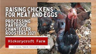 Raising Chickens For Meat And Eggs | Processing Partridge Chantecler Roosters 2021