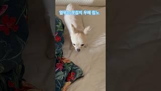 #열무#강쥐#쫑이##치와와#반려견#PETS#puppy