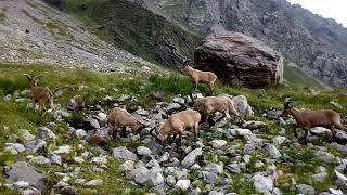 Mountain goats, Caucasus