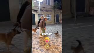 Kungfu Ninja Cat Vs Dog 