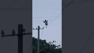 Monkey dance in electric wire #viral #shorts #youtubeshort #fun #cute # #monkeyaround #animal