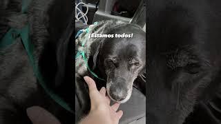  Viajar a #Uruguay en auto, con casa rondante y mascota  Requisitos en IG @viajeydescubra