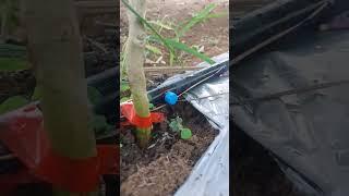 #farming ,#goals sulit ang drip irrigation