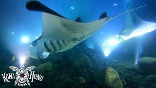 Must See! Manta Ray Dive Kona with Kona Honu Divers