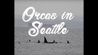 ORCAS in Puget Sound (SEATTLE)