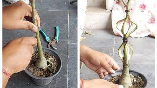 unique design in adenium bonsai#adenium#bonsai#flowers #adeniumgarden #garden #adeniumlover #shorts
