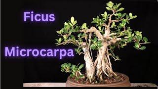 Ficus Microcarpa with a bonus Tiger Bark Ficus Bonsai at the end