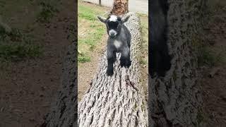 Baby Pygmy goats are the best! Running! #pilgor #goatsimulator #goat