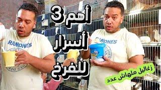 اهم واخطر 3 اسرار فى الفرخ . لو عملتهم ربنا هيكرمك بعدد زغاليل من غير عدد