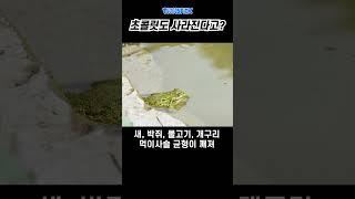 모기가 멸종하면 어떻게 될까? #지식 #정보