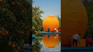 Giant Grapefruits Growing in Hydroponics on a Floating Orchard 