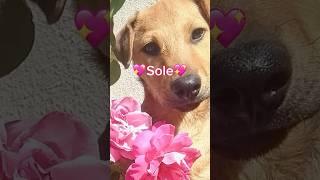 Sole Cerca Casa | Cucciola Recuperata Tra Le Spine #shorts #adotta #puppy #love #perte #urgente