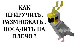 Как приручить попугая в майнкрафте? Как посадить на плечо попугая в майнкрафт? Как размножать?