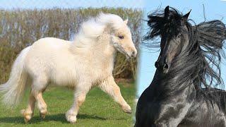 10 types of the best horse breeds in the world