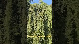 Discover the Secrets of Tetrastigma serrulatum: A Hidden Botanical Gem