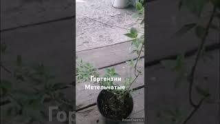 Черенкую гортензии и формирую кусты #гортензии #черенки #саженцы #дача #сад