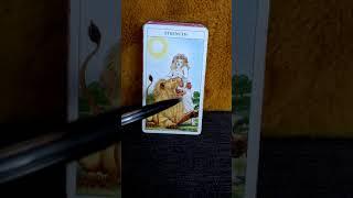 Strength Tarot card meaning major arcana#8