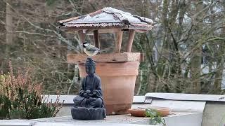 Birds having lunch