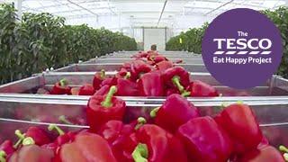 Crunchy Peppers: from farm to fork