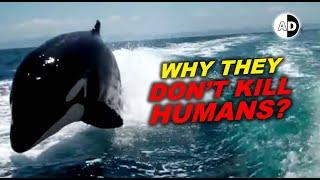 Why Don't Orcas Attack Humans?