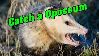 Catch a Opossum, Safely