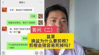 #盆景素材  换盆，量力而行。自己得清楚自己的本身……