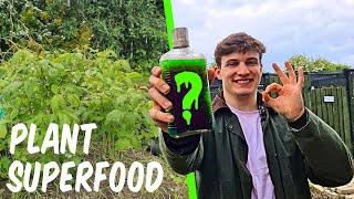 PLANT SUPERFOOD? How to Make NETTLE FERTILISER at Home - Alfie's Agriculture