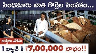 Sindhanur Sheep Rearing Explained in Telugu | Best Sheep Breed in Telugu | Sheep Rearing Profits